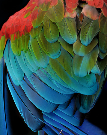 Green-winged macaw