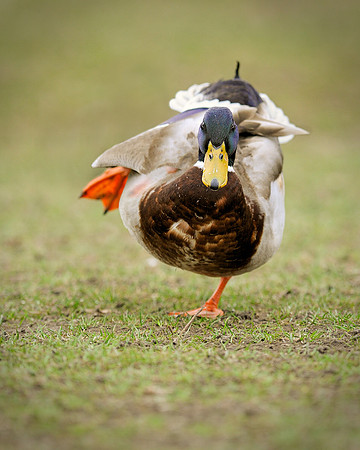 Charging duck
