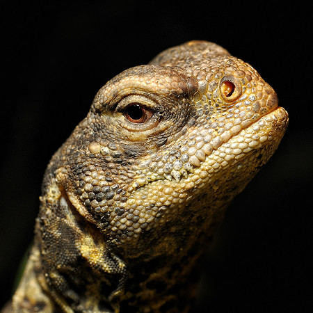 Egyptian Uromastyx
