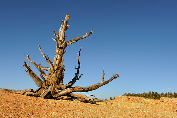 Bare tree