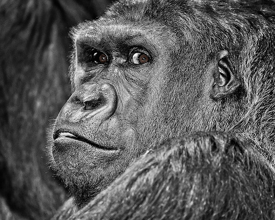 Western lowland gorilla