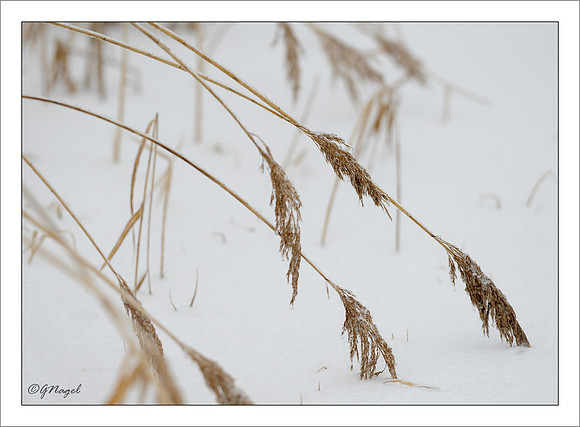 Grass in the snow
