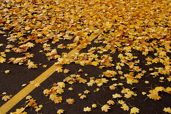 Parking space leaves