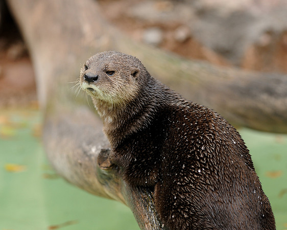 Spotted-necked otter