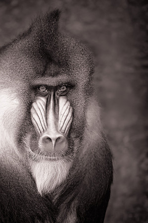Mandrill