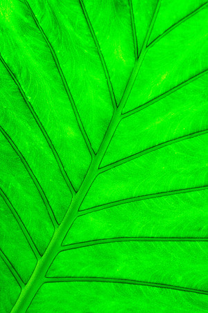 Leaf pattern
