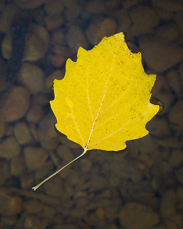 Leaf in water