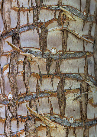 Tree bark