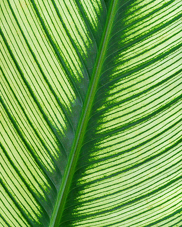 Leaf pattern