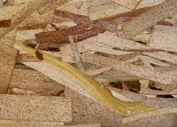 Manufactured Grain