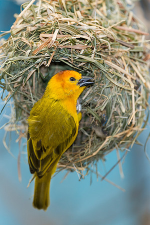 Golden Weaver
