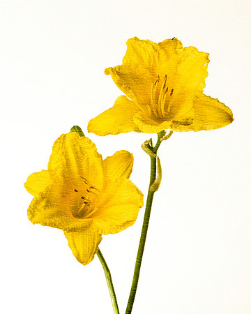 Yellow daylilies