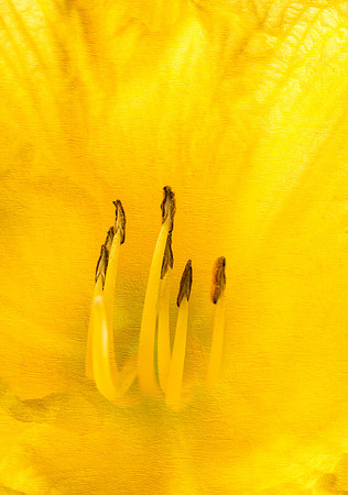 Yellow daylily