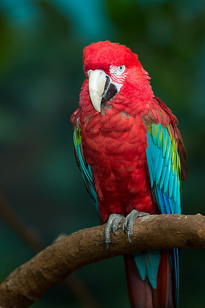 Green-Winged Macaw
