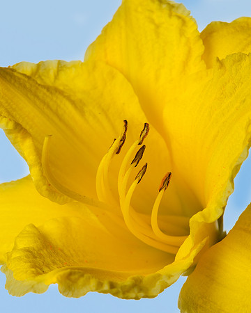 Yellow daylily