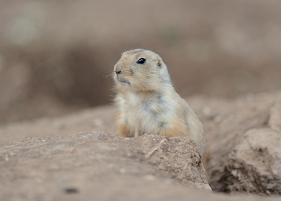 Black-tailed prairie dog