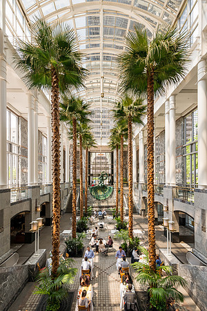 Chicago palm trees