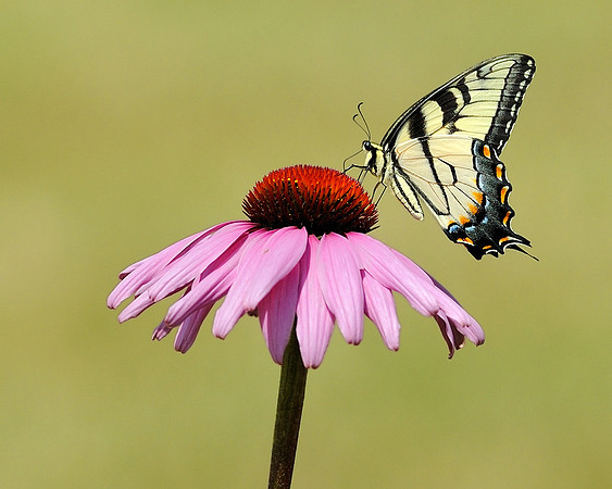 Butterfly on flower