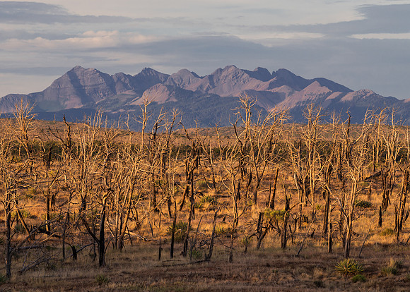 Burnt forest