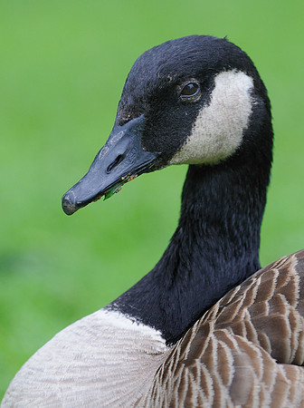 Canada goose