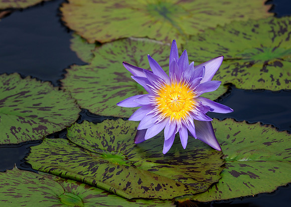 Tropical waterlily