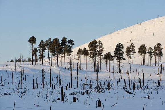 Tree line in snow