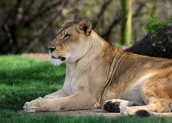 African lion