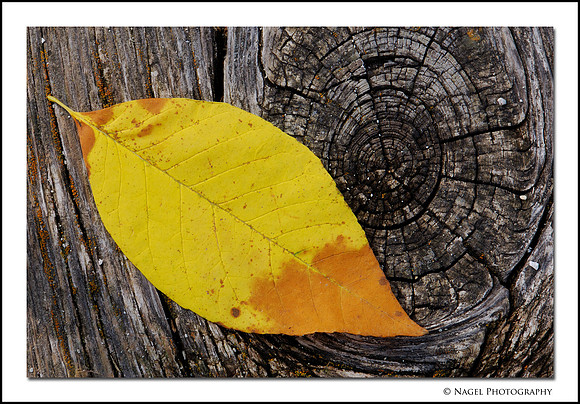 Yellow leaf on stump