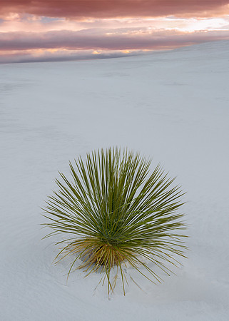 Spanish bayonet at dawn