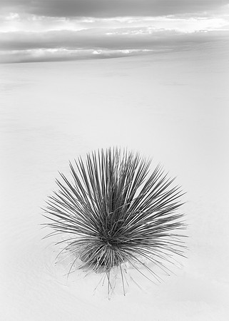 Spanish bayonet at dawn (B&W version)