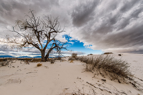 Rio Grande Cottonwood