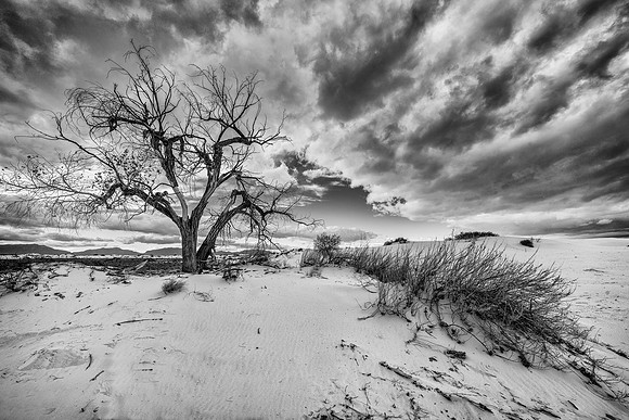 Rio Grande Cottonwood