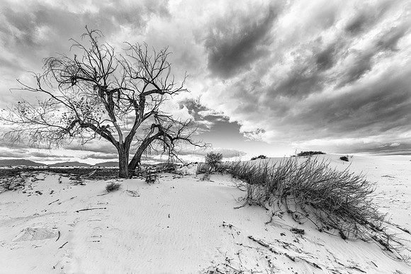 Rio Grande Cottonwood