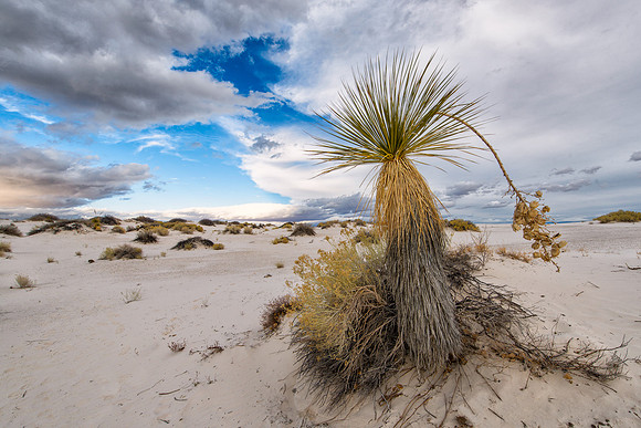 Soaptree yucca