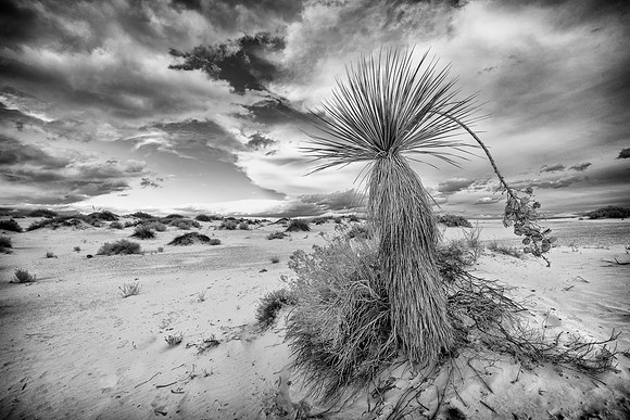 Soaptree yucca (B&W version)