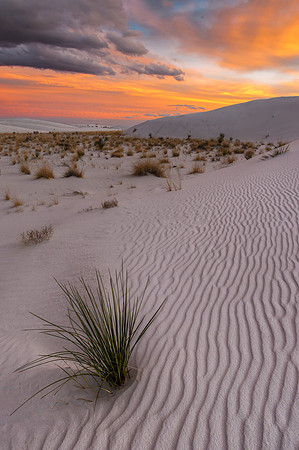 Spanish bayonet on dunes