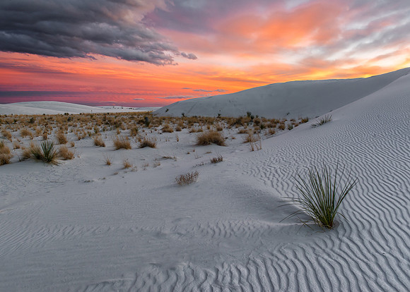 Spanish bayonet on dunes