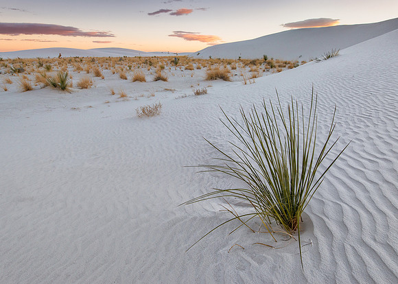 White dunes