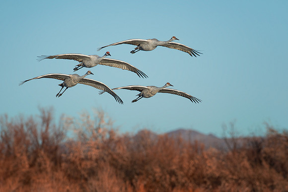 Sandhill cranes