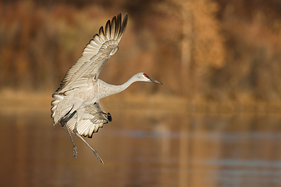 Sandhill crane