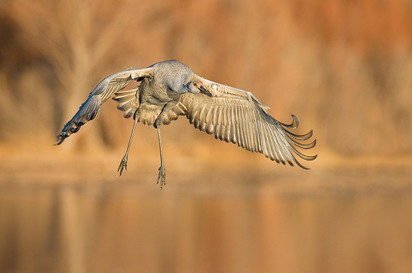 Sandhill crane
