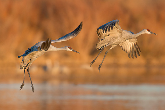 Sandhill cranes
