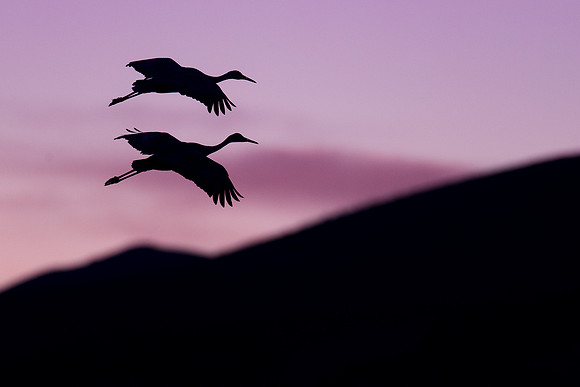 Sandhill cranes