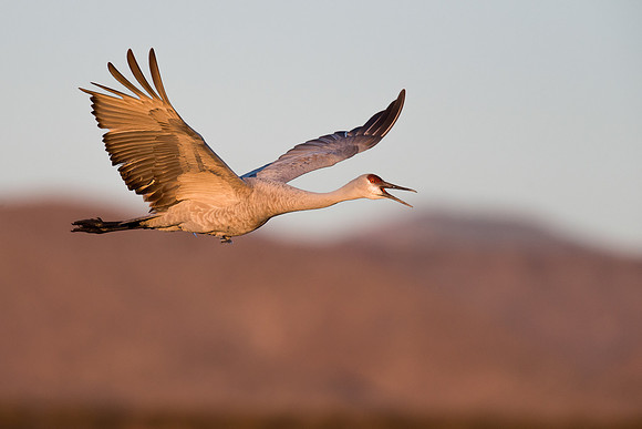 Sandhill crane
