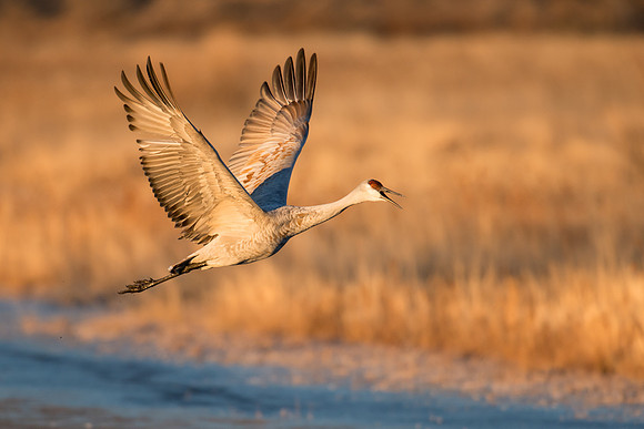 Sandhill crane