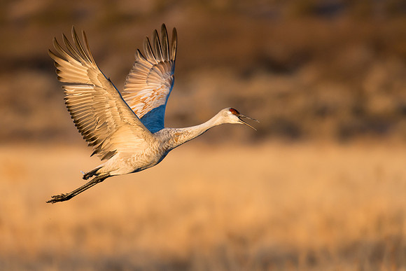 Sandhill crane