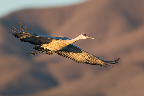 Sandhill crane
