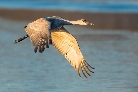 Sandhill crane