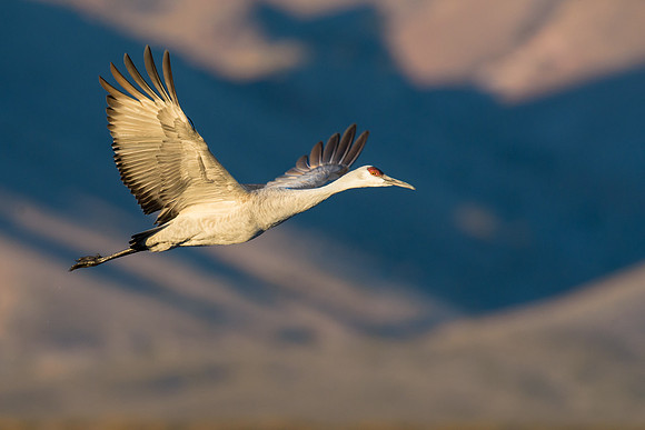 Sandhill crane