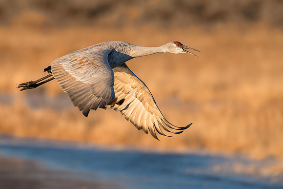 Sandhill crane